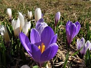 10 Crocus vernus bianchi e violetti si aprono al sole del mattino